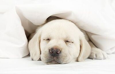 Bedsheet (Flat) 100% Cotton - Percale - 300 TC - Plain - White Bedsheet (Flat) 100% Cotton - Percale - 300 TC - Plain - White